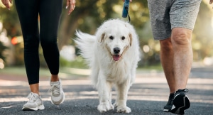 Couple walking the dog in a park for exercise