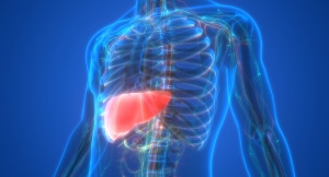 3D rendering of a human transparent torso with the liver highlighted