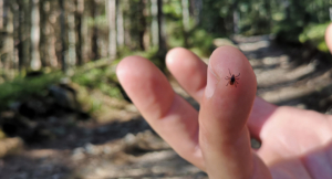 Closeup of a tick on a person's finger