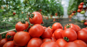 A close-up view of freshly harvested tomatoes stacked in a basket